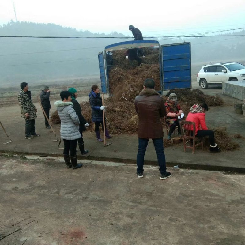 [蕲春艾草]蕲艾种苗，世界中医看中国中国艾草看蕲春。