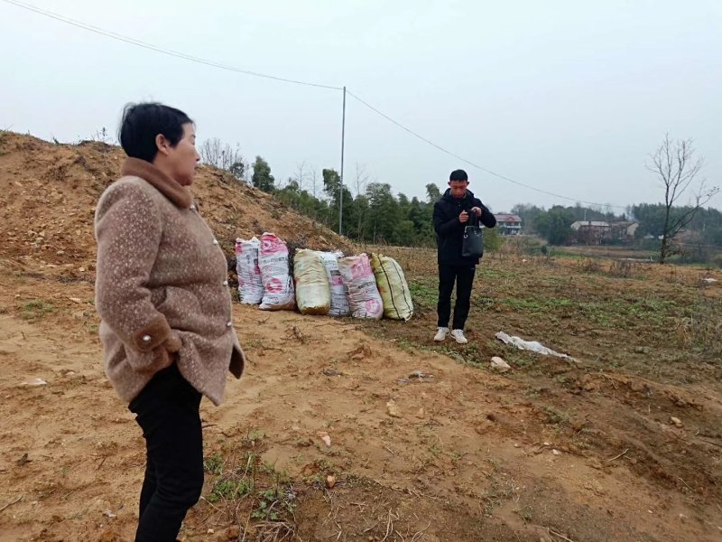 [蕲春艾草]蕲艾种苗，世界中医看中国中国艾草看蕲春。