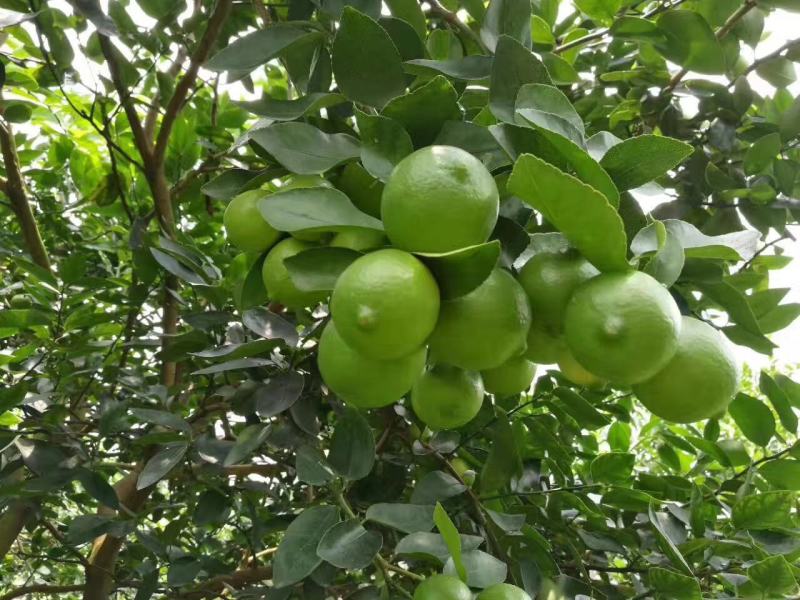柠檬苗台湾无籽青柠檬苗四季青柠檬苗南北方种植