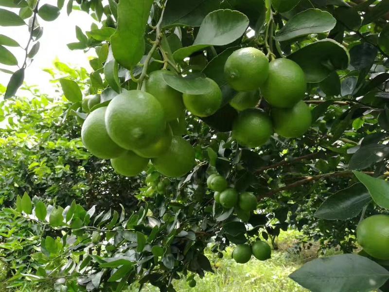 柠檬苗台湾无籽青柠檬苗四季青柠檬苗南北方种植