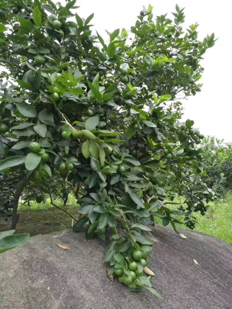 柠檬苗台湾无籽青柠檬苗四季青柠檬苗南北方种植