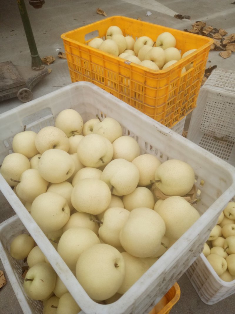 精品皇冠梨全国供应果园直供量大从优欢迎电联