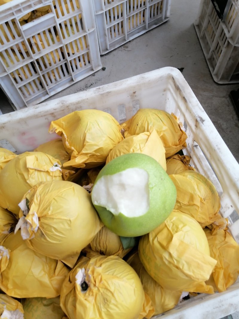 精品皇冠梨全国供应果园直供量大从优欢迎电联