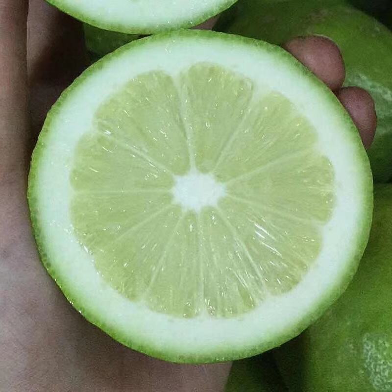 香水柠檬台湾四季香水树苗四季柠檬苗南北方种植柠檬苗