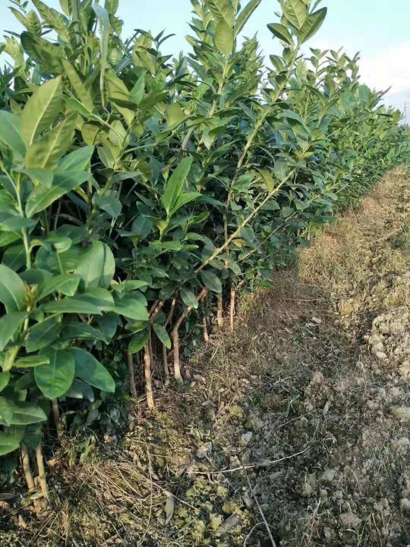 香水柠檬台湾四季香水树苗四季柠檬苗南北方种植柠檬苗