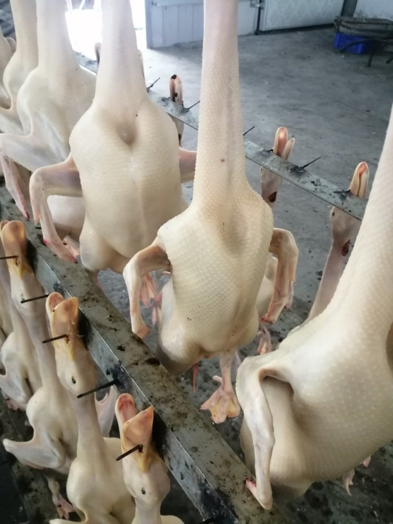 家庭农场鸭肉直销