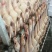 家庭农场鸭肉直销