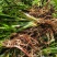 中草药