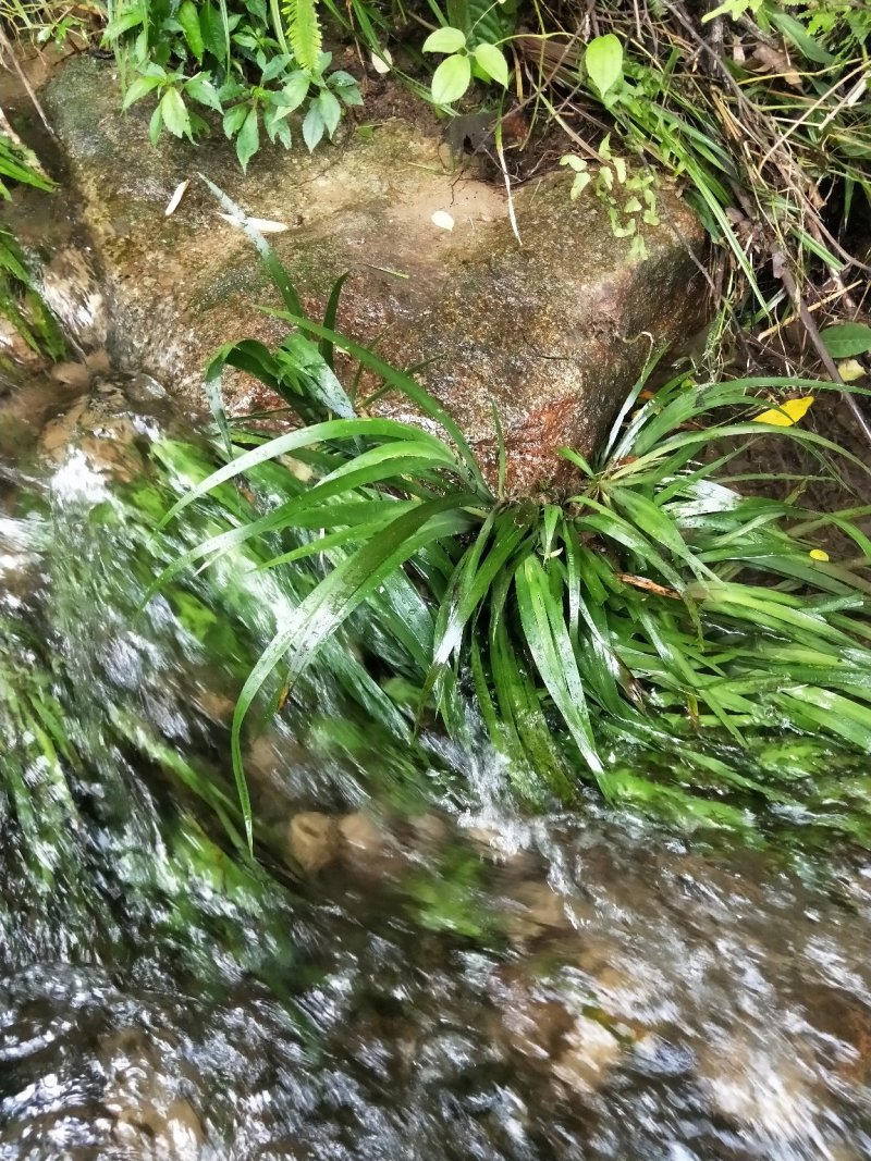 中草药
