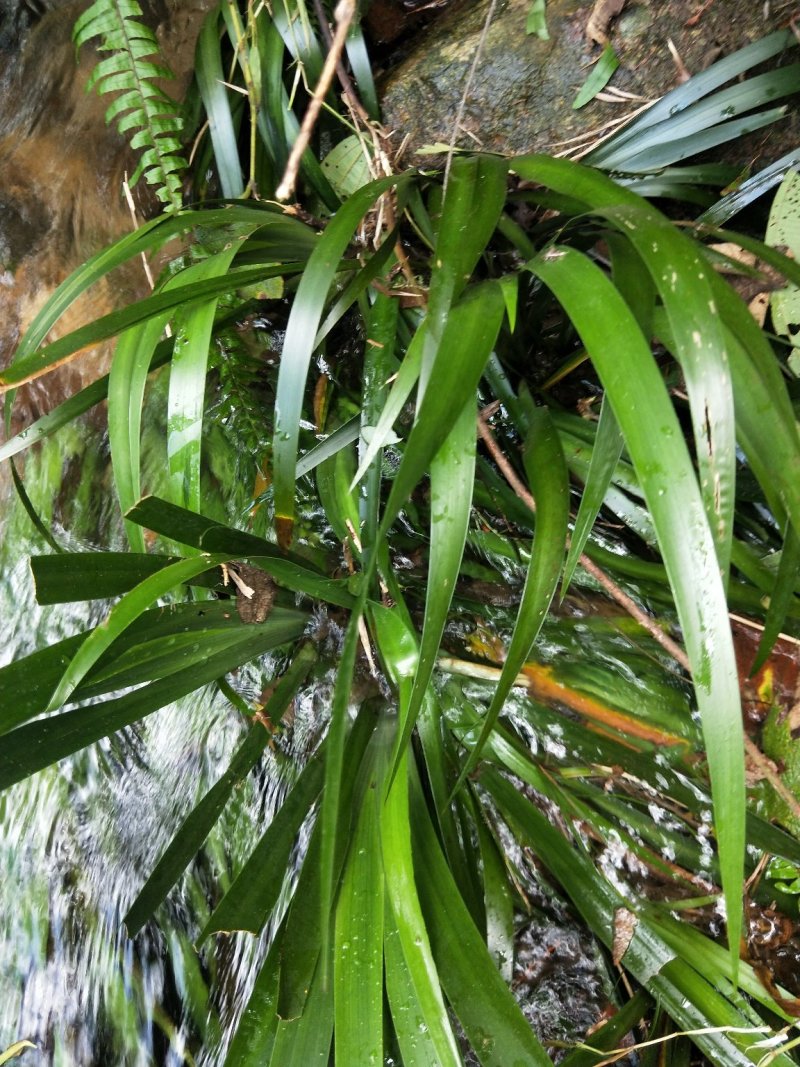 中草药