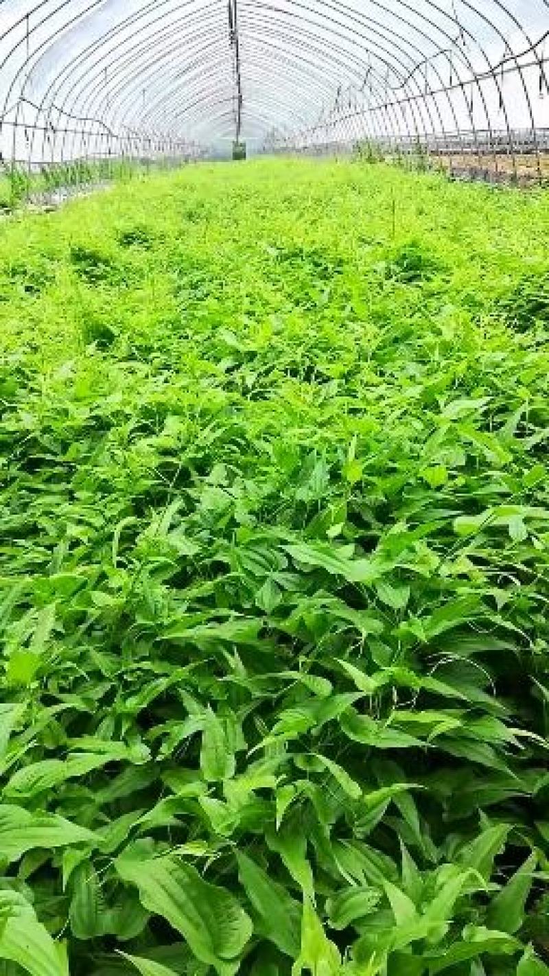 百部种子，对叶大百部种子优质，高产，可视频看货