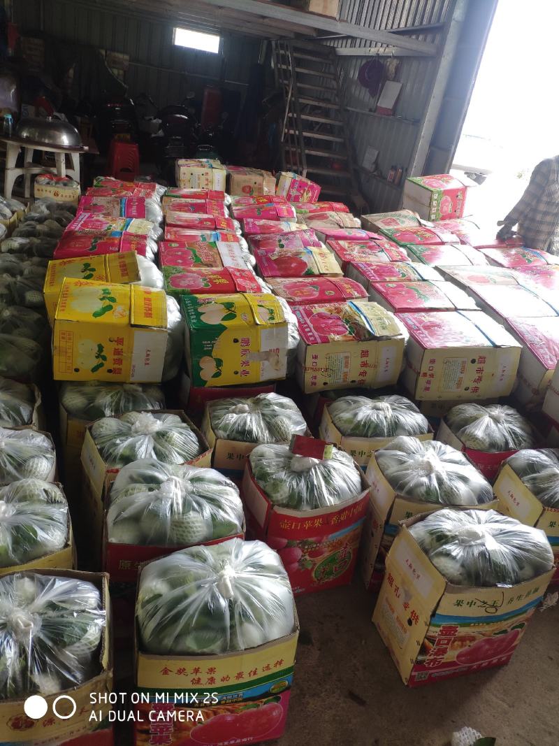 白心番石榴。芭乐果园直发，产地直发可视频欢迎来电