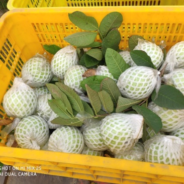白心番石榴。芭乐果园直发，产地直发可视频欢迎来电