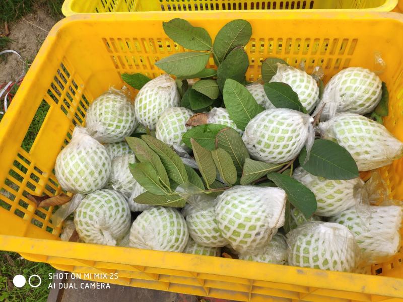 白心番石榴。芭乐果园直发，产地直发可视频欢迎来电