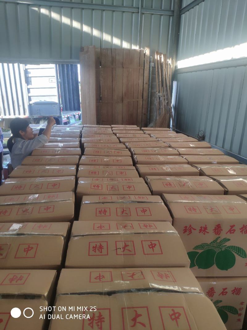 白心番石榴。芭乐果园直发，产地直发可视频欢迎来电