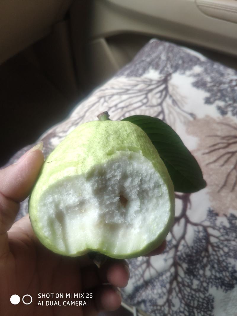 白心番石榴。芭乐果园直发，产地直发可视频欢迎来电