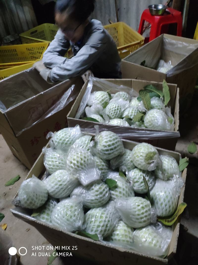 白心番石榴。芭乐果园直发，产地直发可视频欢迎来电