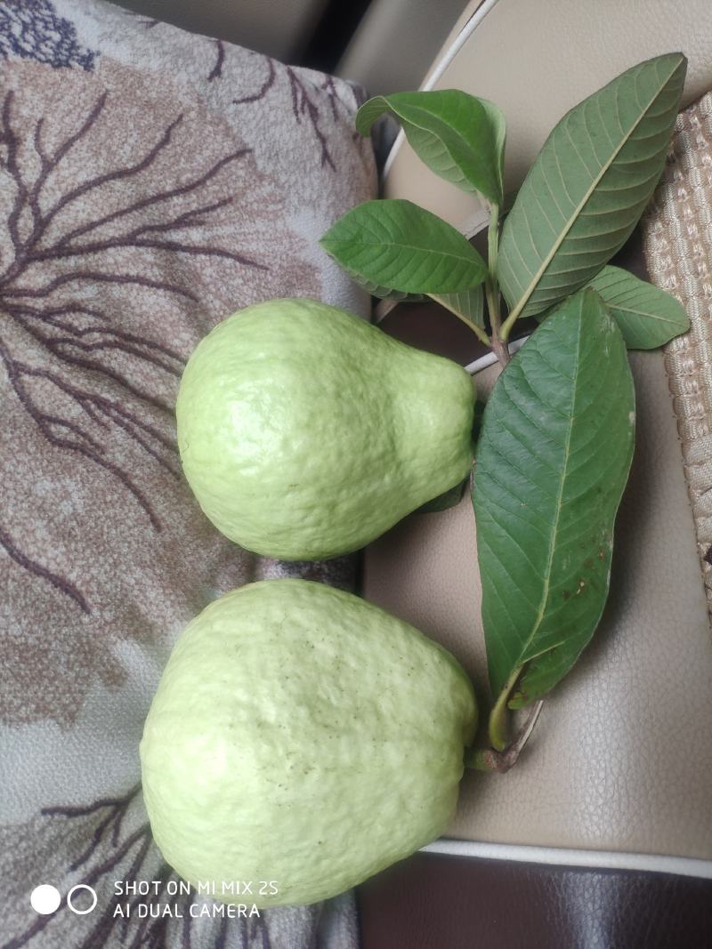 白心番石榴。芭乐果园直发，产地直发可视频欢迎来电