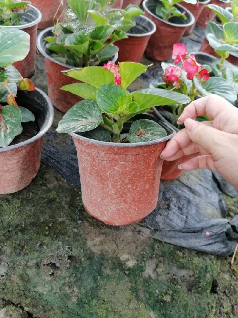 双色杯四季海棠，红花四季海棠，四季海棠批量供应
