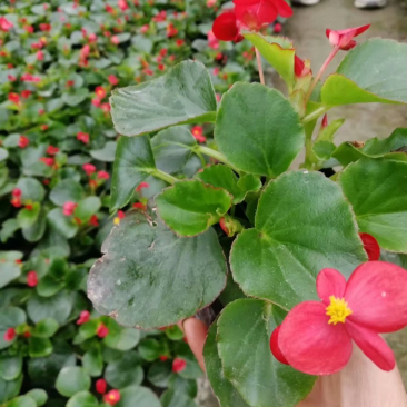 双色杯四季海棠，红花四季海棠，四季海棠批量供应