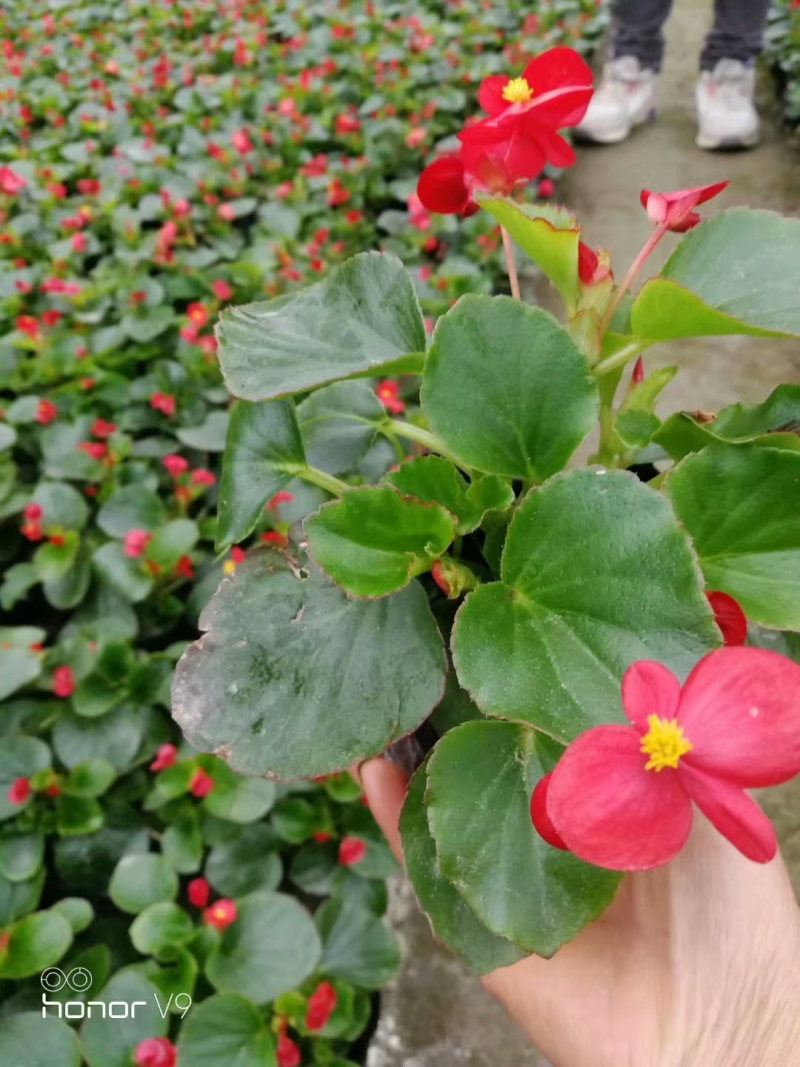 双色杯四季海棠，红花四季海棠，四季海棠批量供应