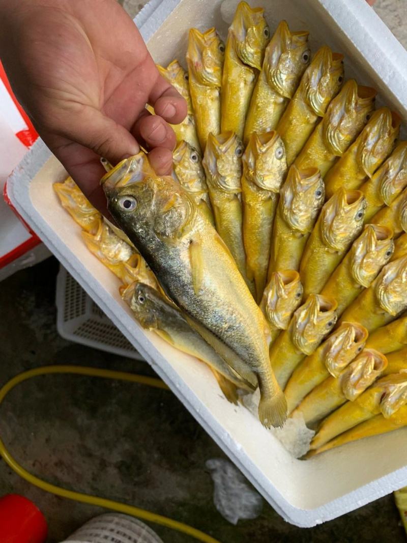 新鲜小黄鱼3条装黄花鱼经济实惠400克装