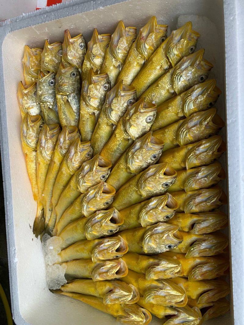 新鲜小黄鱼3条装黄花鱼经济实惠400克装