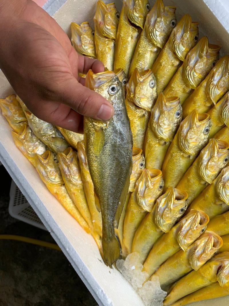 新鲜小黄鱼3条装黄花鱼经济实惠400克装