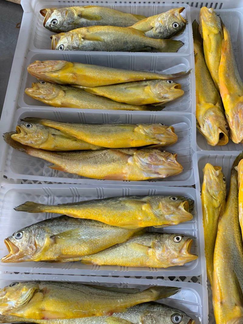 新鲜小黄鱼3条装黄花鱼经济实惠400克装
