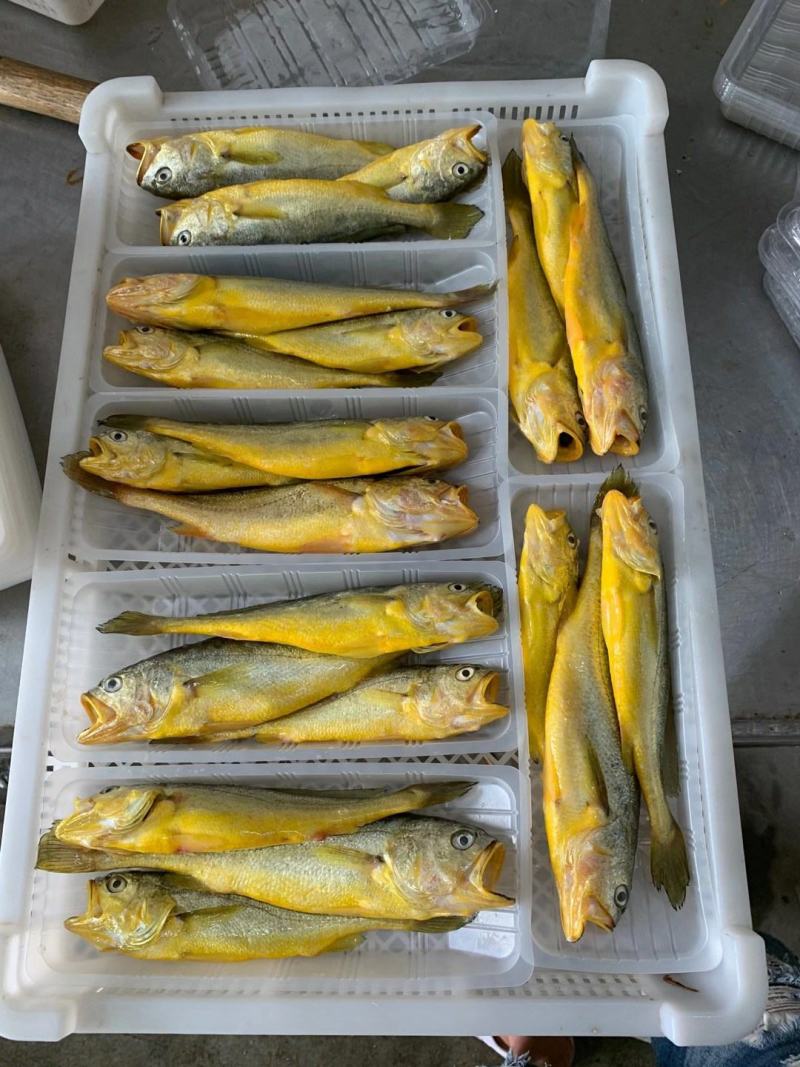 新鲜小黄鱼3条装黄花鱼经济实惠400克装