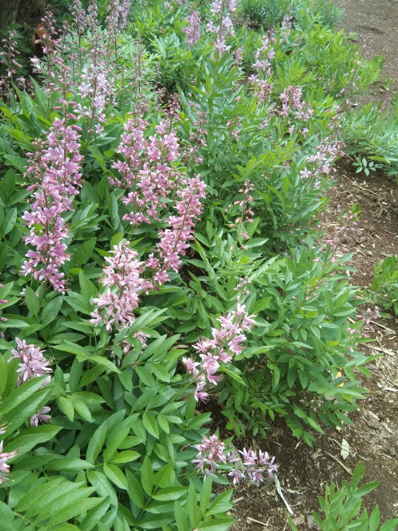 中药材种植。赤芍，白鲜皮，还有种苗要的联系我。