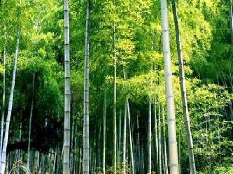 毛竹种子青竹苗刚竹四季竹子雷竹食用竹笋种子