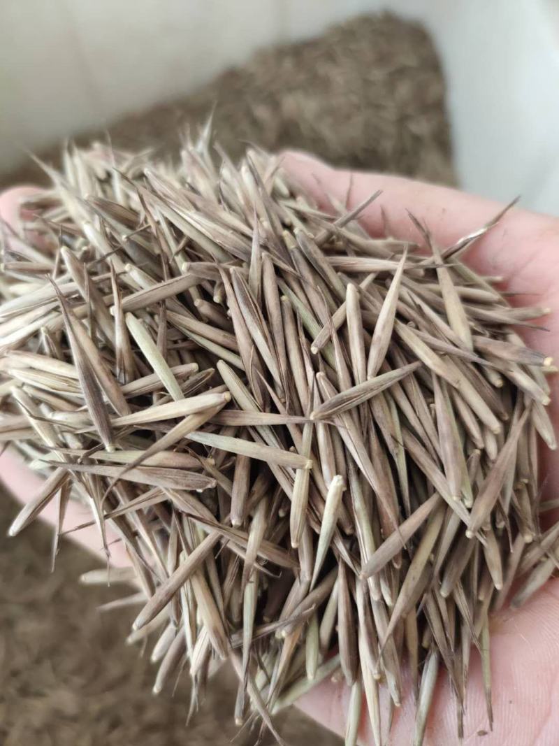 毛竹种子青竹苗刚竹四季竹子雷竹食用竹笋种子
