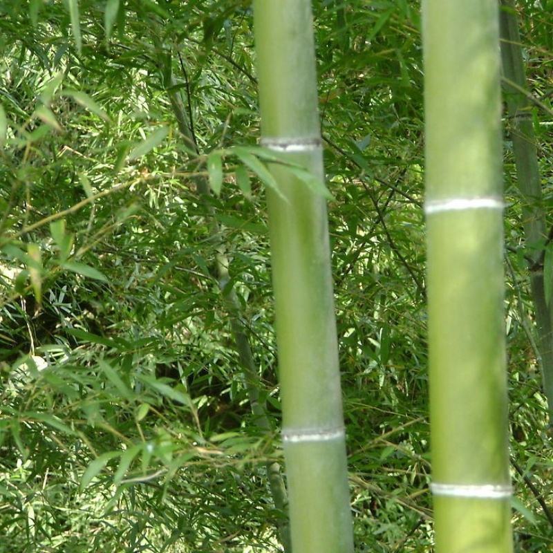 毛竹种子青竹苗刚竹四季竹子雷竹食用竹笋种子