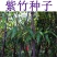 毛竹种子青竹苗刚竹四季竹子雷竹食用竹笋种子