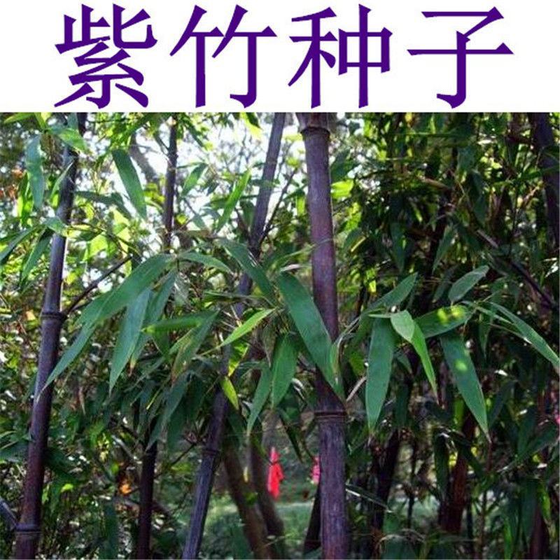 毛竹种子青竹苗刚竹四季竹子雷竹食用竹笋种子