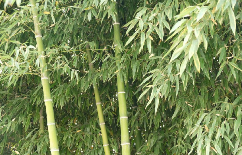 毛竹种子青竹苗刚竹四季竹子雷竹食用竹笋种子