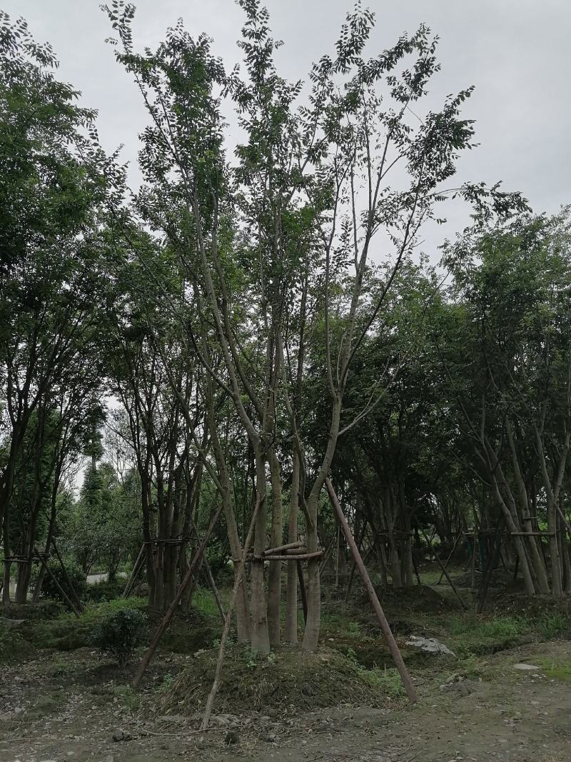 丛生朴树，全冠丛生朴树，胸径15左右，熟货，价格面议