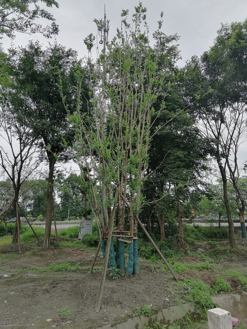 丛生朴树，全冠丛生朴树，胸径15左右，熟货，价格面议