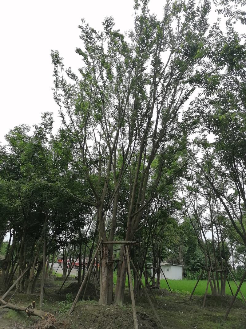 丛生朴树，全冠丛生朴树，胸径15左右，熟货，价格面议