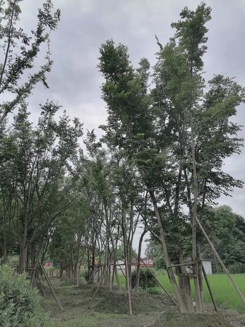 丛生朴树，全冠丛生朴树，胸径15左右，熟货，价格面议