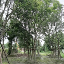 丛生朴树，全冠丛生朴树，胸径15左右，熟货，价格面议
