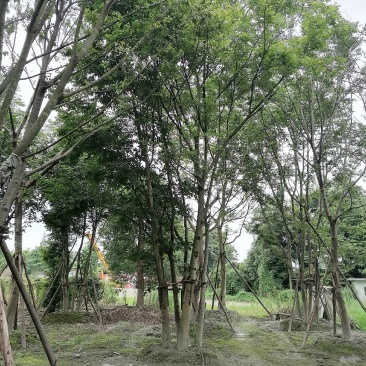 丛生朴树，全冠丛生朴树，胸径15左右，熟货，价格面议