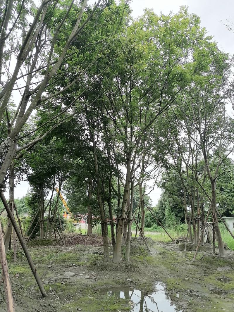 丛生朴树，全冠丛生朴树，胸径15左右，熟货，价格面议