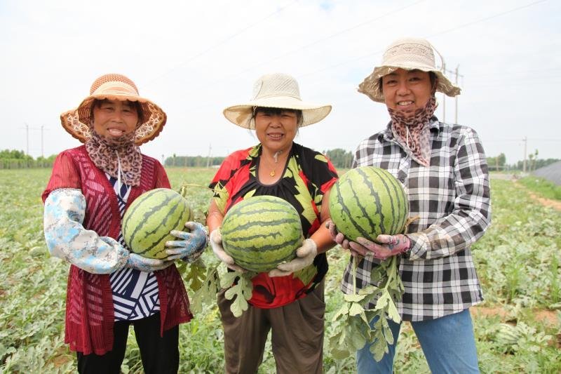 皇甫庄沙瓤薄皮西瓜