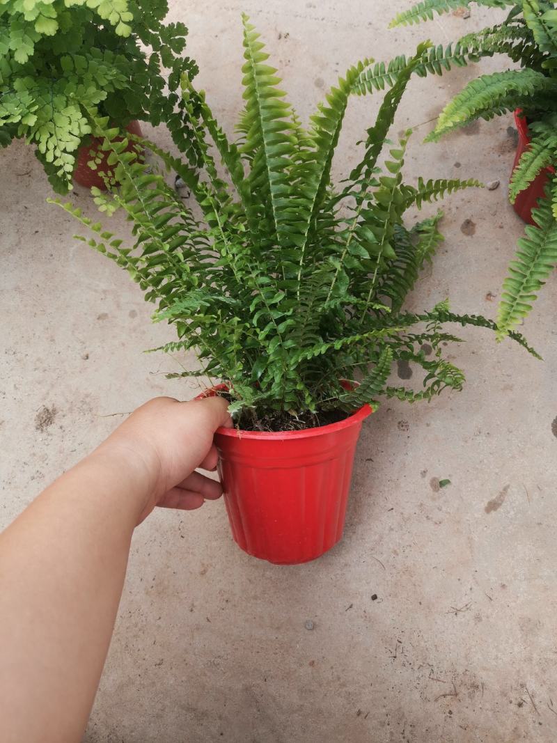 富贵椰子袖珍椰子好盆景基地直供季节性供应常年性供应经营