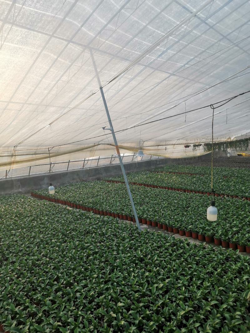 富贵椰子袖珍椰子好盆景基地直供季节性供应常年性供应经营