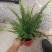 富贵椰子袖珍椰子好盆景基地直供季节性供应常年性供应经营