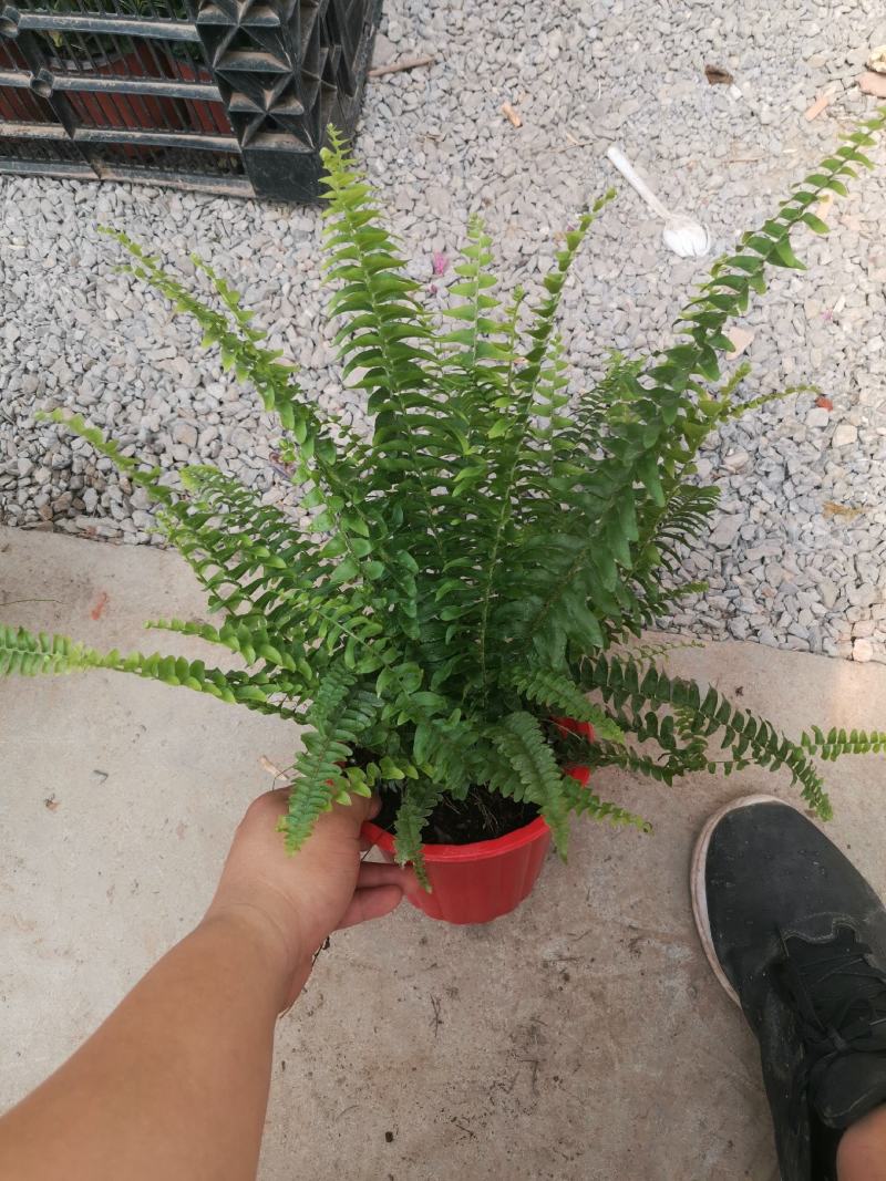富贵椰子袖珍椰子好盆景基地直供季节性供应常年性供应经营