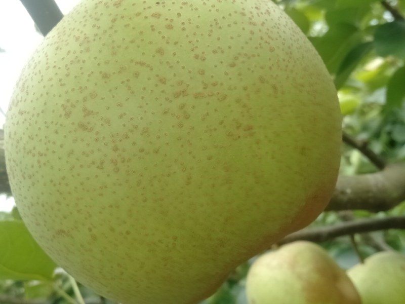 金秀桂花梨，脆口清甜，糖分充足，口感好化渣好